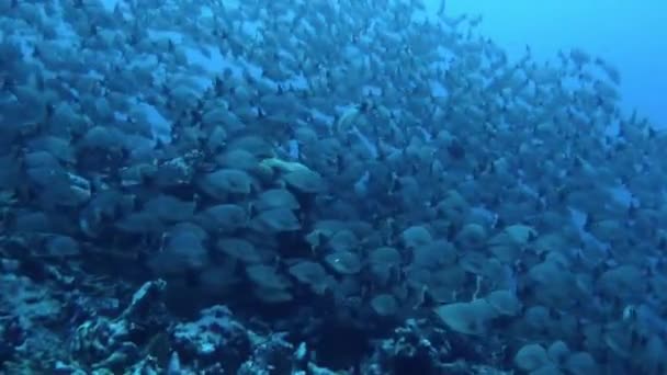 Школа Рыб Дне Океана Похожа Тайный Мир Ожидающий Своего Открытия — стоковое видео
