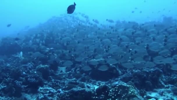 Vista Escuela Peces Bajo Agua Como Vislumbrar Otra Dimensión Polinesia — Vídeo de stock