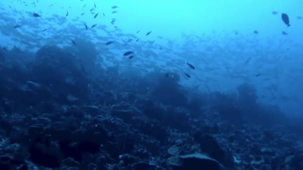 Vista Hipnotizante Peixes Corais Subaquáticos Polinésia Francesa Menor Peixe Maior — Vídeo de Stock