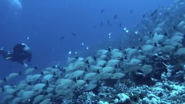 Francouzská Polynésie Srpna 2020 Dynamické Mezi Potápěči Rybami Jejich Přirozeném — Stock video