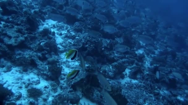 Balık Sürüsünün Sualtı Görüntüsü Doğa Sanatının Nefes Kesici Bir Göstergesidir — Stok video