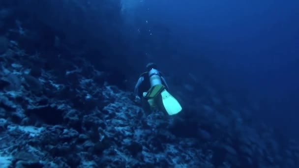 法属波利尼西亚 2020年8月3日 水下世界惊人地展现了与法属波利尼西亚共存的潜水员 潜入法属波利尼西亚晶莹的水域就像进入了一个王国 — 图库视频影像