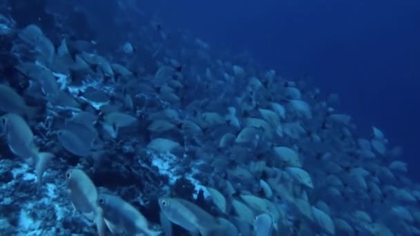 靠近海底的鱼群就像由自然编织的生机勃勃的挂毯 水上平房已成为岛上最受欢迎的住宿选择 为游客提供了令人惊叹的美景 — 图库视频影像