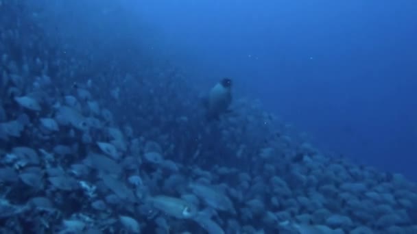 Vista Hipnotizante Peixes Corais Subaquáticos Polinésia Francesa Vista Explorar Mundo — Vídeo de Stock