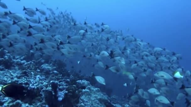 Okyanusun Dibinde Bir Balık Sürüsü Görmek Başka Bir Dünyada Olmak — Stok video