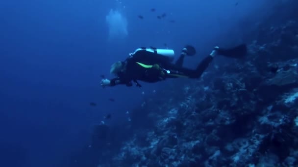 法属波利尼西亚 2020年8月3日 观察水下鱼类与潜水员之间的和平和谐关系令人敬畏 这也是为了克服困难 把自己推向新的极限 — 图库视频影像