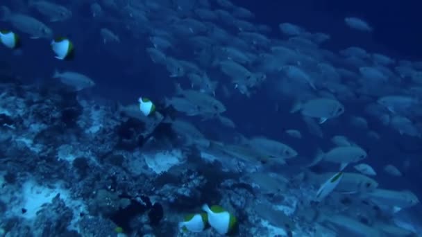 Школа Рыб Водой Живое Воплощение Спокойствия Грации Французская Полинезия Известна — стоковое видео