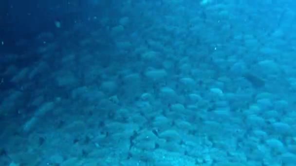 Escola Peixes Nadando Perto Fundo Oceano Como Sociedade Secreta Debaixo — Vídeo de Stock