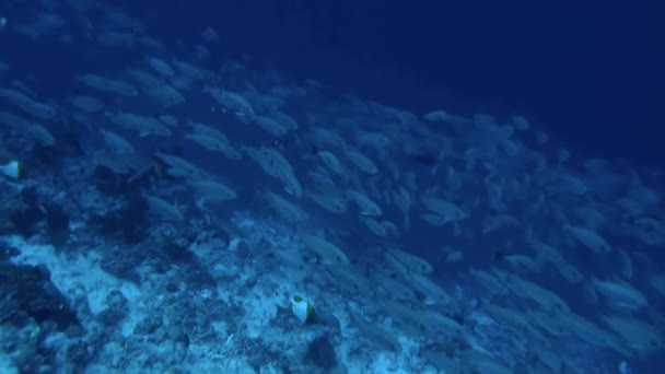 Подводный Мир Полон Чудес Рыбы Посетителей Часто Встречают Теплой Улыбкой — стоковое видео