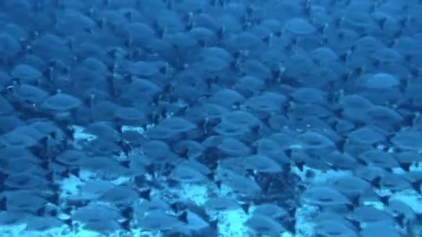 Szkoła Ryb Pod Wodą Jest Jak Majestatyczne Malarstwo Które Stale — Wideo stockowe