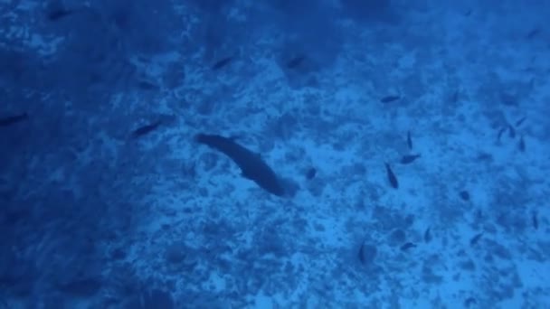 Μαγευτική Θέα Των Ψαριών Και Των Κοραλλιών Υποβρύχια Στη Γαλλική — Αρχείο Βίντεο