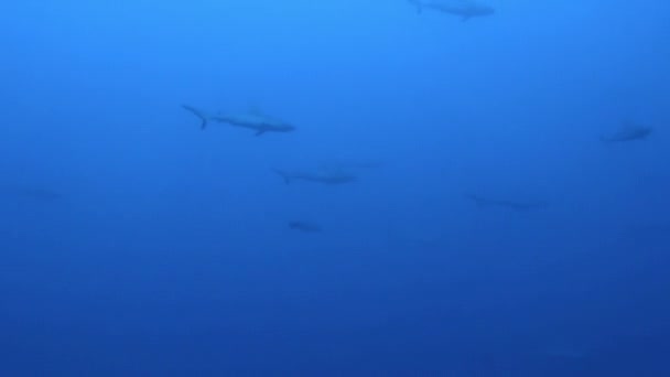 法属波利尼西亚水下鱼类迷人的景象是独特的经历 潜水者在穿越自然环境时 可以看到黑角礁鲨 柠檬鲨和虎鲨 — 图库视频影像
