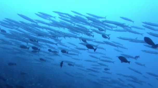 水中の世界を魅了するフランス領ポリネシアは 最もカラフルな魚のいくつかを誇っています 魚の群れの中で泳いでいると 色や動きの拡散に囲まれているような興奮を感じることができます — ストック動画