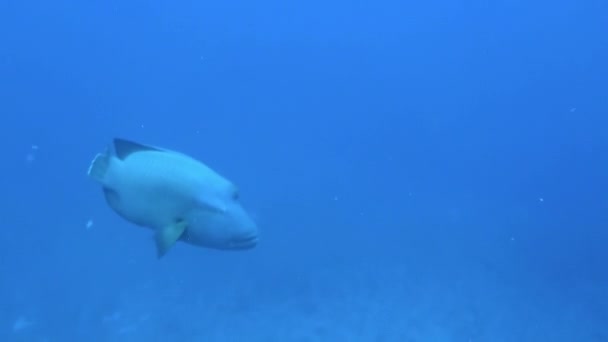 法属波利尼西亚水下世界的鱼正在迷住绿洲 这些令人印象深刻的生物是看得见的 而且经常被观察到优雅地滑行于海底 — 图库视频影像