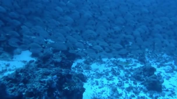 闪闪发光的鱼鳞捕捉着阳光 像钻石一样闪闪发光 法属波利尼西亚是地球上真正的天堂 尤其是在水下世界 — 图库视频影像