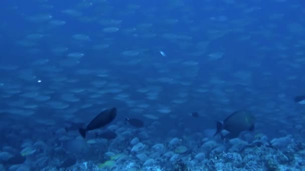 바라보고 물고기들 커튼처럼 갈라져서 숨겨진 암초를 드러내고 있었다 프랑스령 폴리네시아의 — 비디오