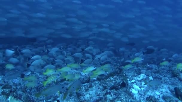 水の下のシーンの生活の絵のように 常に変化し 移動された ダイバーはサメ ウミガメなどのより大きな種を見つけるかもしれません — ストック動画