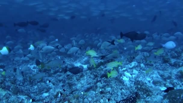 Стая Рыб Двигалась Волнами Создавая Волнообразное Воздействие Поверхность Воды Нежные — стоковое видео