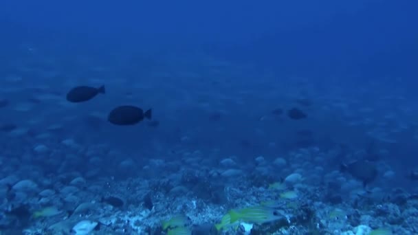 Подводный Мир Французской Полинезии Рыбами Кораллами Завораживает Коралловые Рифы Являются — стоковое видео