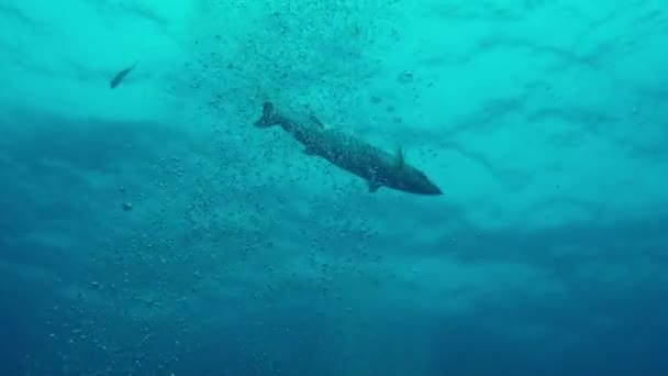 Widok Barakudę Pod Wodą Polinezja Francuska Zapiera Dech Piersiach Pływając — Wideo stockowe