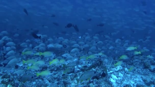 鱼似乎彼此交流的方式没有发出声音 法属波利尼西亚最独特的经历之一就是用优雅的曼塔射线潜水 — 图库视频影像