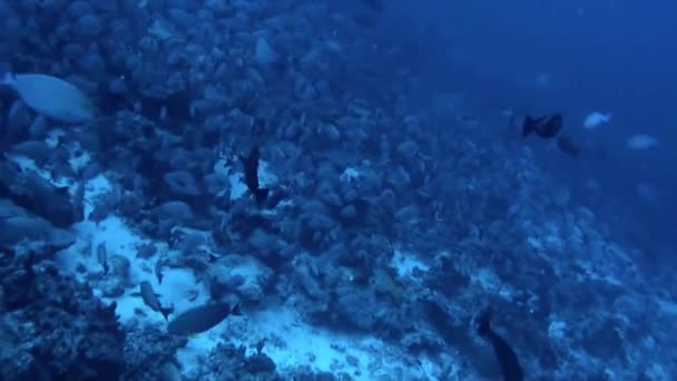 Mundo Subaquático Estava Cheio Surpresas Como Escola Peixes Mudasse Repentinamente — Vídeo de Stock