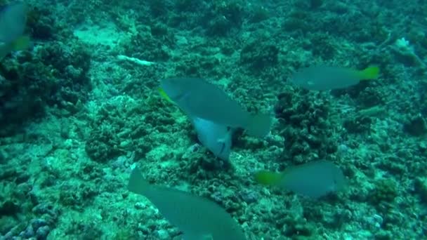 Вид Рыбу Кораллы Прозрачных Водах Французской Полинезии Поистине Волшебный Яркие — стоковое видео