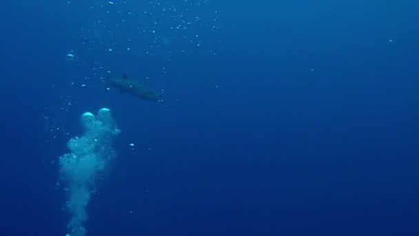 Zwemmen Tussen Barracuda Frans Polynesië Als Het Betreden Van Een — Stockvideo