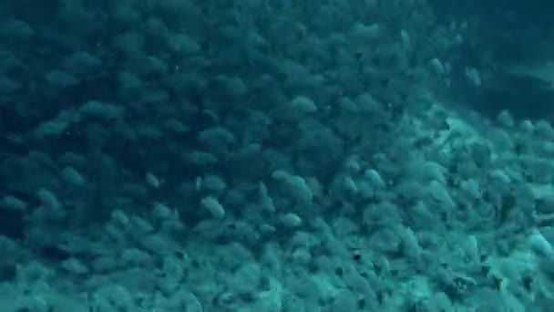 鱼非常靠近 我可以看到它们的鱼鳞和鳍的细节 但不仅仅是海洋生物让法属波利尼西亚的水下世界变得如此特殊 — 图库视频影像