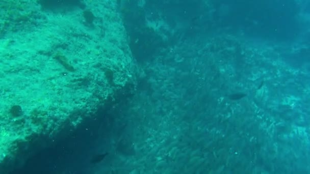 Polinesia Francesa Agosto 2020 Buceador Submarino Polinesia Francesa Así Que — Vídeos de Stock