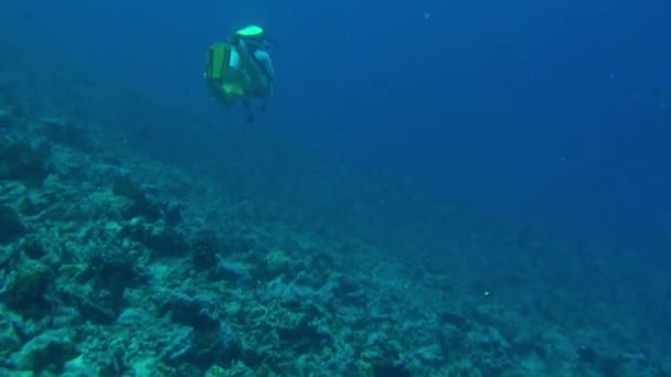 Polinesia Francesa Agosto 2020 Buceador Nada Rodeado Peces Bajo Agua — Vídeos de Stock
