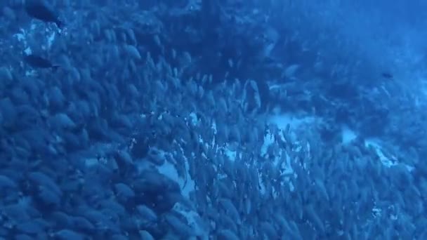 魚の群れは泳いでいくうちに完全に一体となって動いているように見えた 豊富な海洋生物 そして素晴らしいサンゴ礁で なぜこの目的地がダイバーのためにトップピックであるのかは不思議ではありません — ストック動画