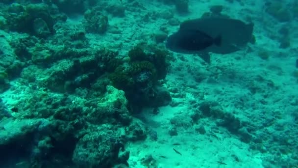 Французская Полинезия Рай Тех Любит Морскую Жизнь Другие Рыба Клоун — стоковое видео