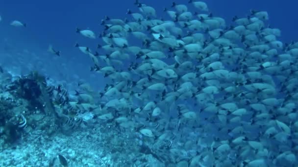 自然ドキュメンタリーのシーンを見ているようなものでしたが 実際の生活の中で 政府は 繊細なサンゴ礁や海洋生物を保護するための厳格な保全措置を実施しています — ストック動画
