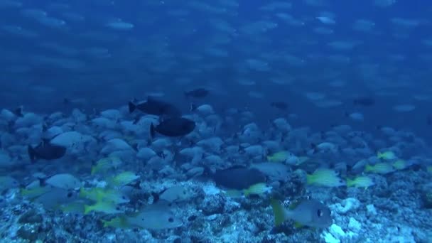 魚の群れは互いに織りながら踊るように見えた 活気に満ちたサンゴ礁には オウム エンジェルフィッシュなどの熱帯魚がたくさん生息しています — ストック動画