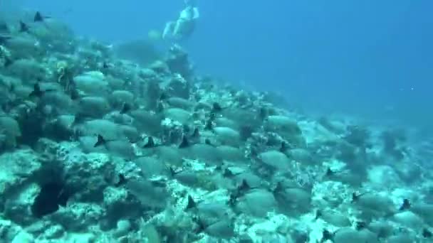 Vista Los Corales Pescado Polinesia Francesa Como Una Exhibición Interminable — Vídeo de stock
