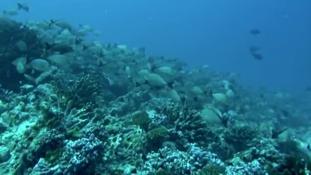 School Fish Seemed Hurry Swam Swiftly Underwater Topography Just Stunning — Stock Video