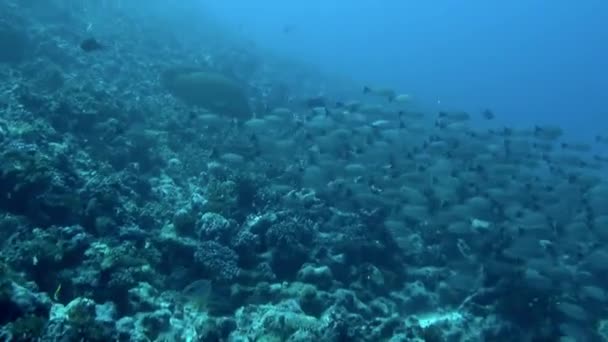 Vissen Zwommen Dicht Bij Zeebodem Dat Zand Rotsen Eronder Opgeroerd — Stockvideo