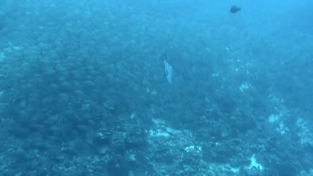 这就像芭蕾般的鱼 每一个动作都有完美的编排 毫不奇怪 这个目的地被认为是全世界潜水员和潜水员的首选地点 — 图库视频影像