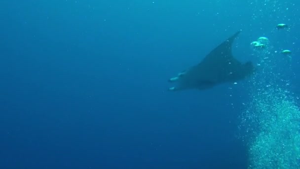 法属波利尼西亚水下世界的斜坡景观是真实的体验 法属波利尼西亚的水下景观以其灿烂的色彩和迷人的海洋生物而饱尝感官的享受 — 图库视频影像