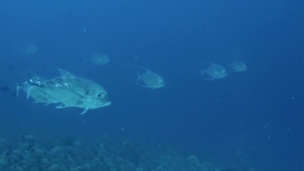 Французька Полінезія Підводний Погляд Свідченням Неймовірної Краси Природи Вид Рибу — стокове відео