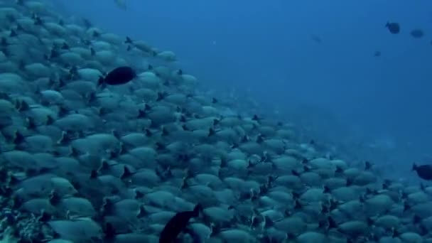 Okuldaki Balıkların Çeşitliliği Her Birinin Kendine Has Işaretleri Renkleri Var — Stok video