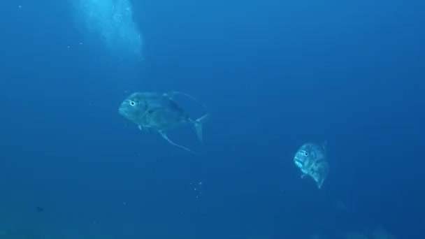 在法属波利尼西亚的水下世界里 人们对鱼的看法是难以忘怀的 法属波利尼西亚的水下景观是你近距离观察海洋生物迷人行为的地方 — 图库视频影像