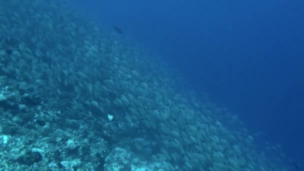 Simțit Fac Parte Din Lumea Lor Timp Peștele Înota Lângă — Videoclip de stoc