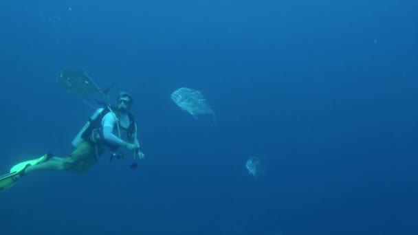 法属波利尼西亚 2020年8月3日 水下世界提供了迷人的潜水者和鱼类景观 尽管有风险 潜水者还是被吸引到水下世界 不断寻求新的冒险 — 图库视频影像