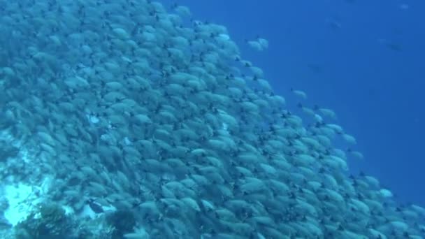 Scuola Pesce Muoveva Perfetta Armonia Fossero Tutti Parte Dello Stesso — Video Stock