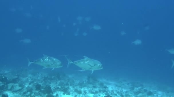 Französisch Polynesien Unterwasserblick Ist Wunderland Der Exotischen Meereslebewesen Blick Auf — Stockvideo