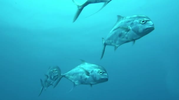 Вид Рибу Французькій Полінезії Підводний Світ Схожий Плавання Морі Вид — стокове відео