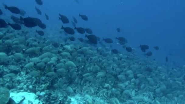 Peixes Estavam Tão Perto Que Podia Ver Escalas Individuais Detalhes — Vídeo de Stock
