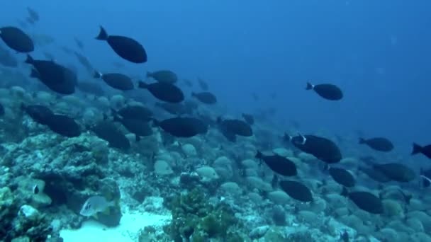 Fische Schwammen Nah Meeresboden Dass Sie Darunter Sand Und Felsen — Stockvideo